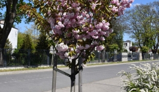 Majowe kwiaty na terenie Zespołu Szkół CKR w Starym Lubiejewie